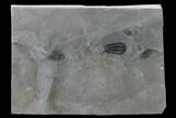 Flexicalymene Trilobite - LaPrairie, Quebec #164361-3